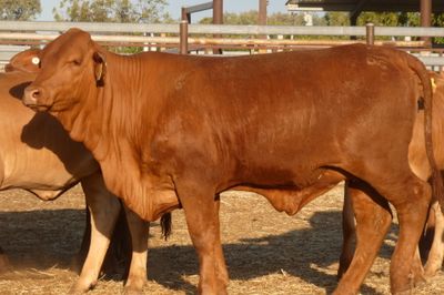 252 VGQ No.5 Droughtmaster Heifers