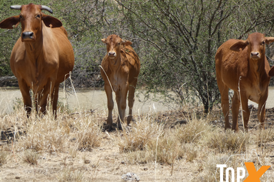 6 Decks of Cows and Calves