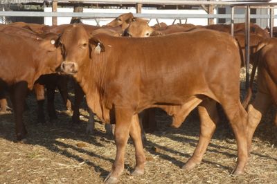 240 No.5 VGQ HGP FREE Droughtmaster Steers