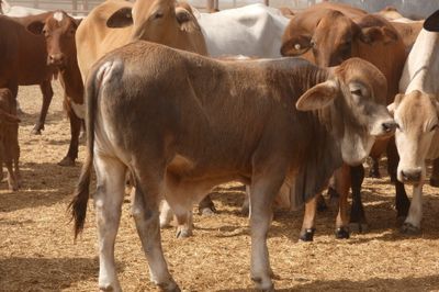 120x35 Composite Cows and Calves