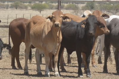 151 PTE No4. Composite Heifers
