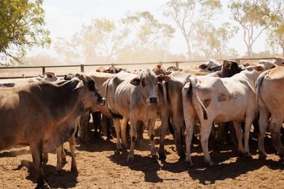 284x95 mixed aged Cows & Calves balance PTIC