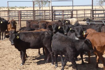 168 No.5 GQ Crossbred Mixed Sex Weaners