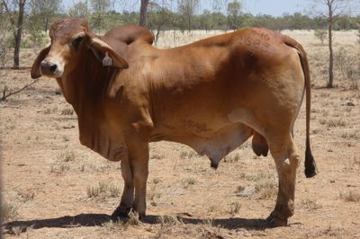 97 VGQ Red Brahman Herd Bulls