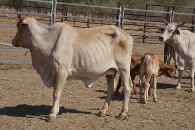 Approx. 220 Brahman Store Cows