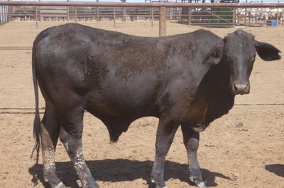 96 VGQ No.4 Brangus Steers