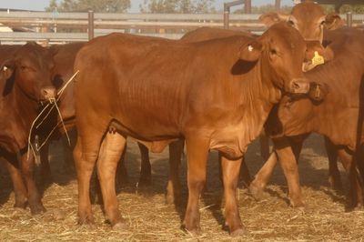 252 VGQ No.5 Droughtmaster Heifers