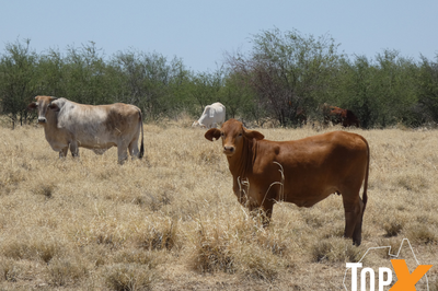 6 Decks of Cows and Calves