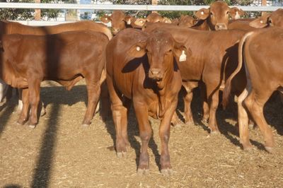 240 No.5 VGQ HGP FREE Droughtmaster Steers