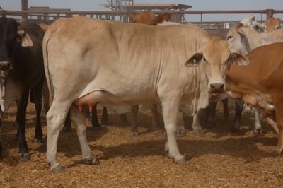 120x35 Composite Cows and Calves