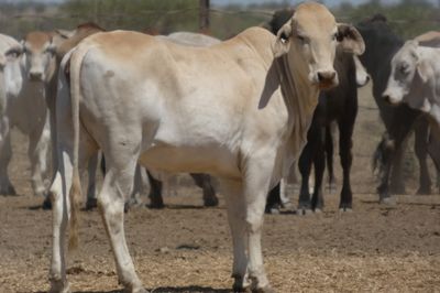 151 PTE No4. Composite Heifers