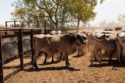 284x95 mixed aged Cows & Calves balance PTIC