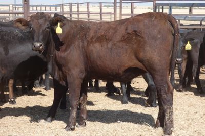 168 No.5 GQ Crossbred Mixed Sex Weaners