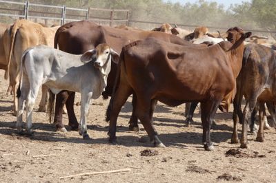 Approx. 220 Brahman Store Cows