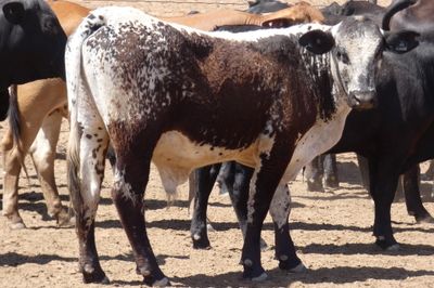 96 VGQ No.4 Brangus Steers