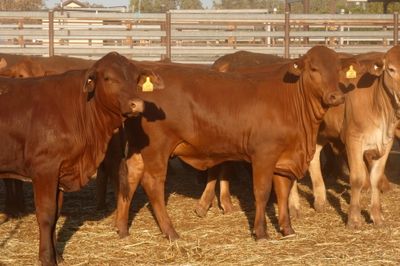 252 VGQ No.5 Droughtmaster Heifers