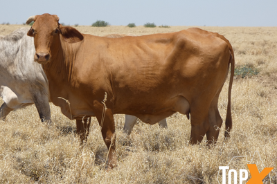6 Decks of Cows and Calves