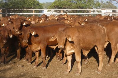 240 No.5 VGQ HGP FREE Droughtmaster Steers