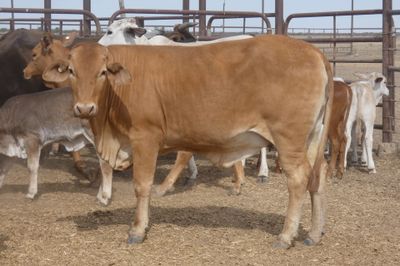 120x35 Composite Cows and Calves