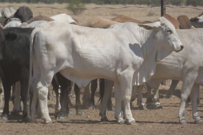 151 PTE No4. Composite Heifers
