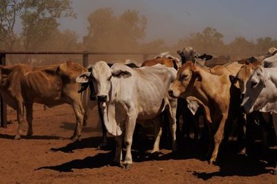 284x95 mixed aged Cows & Calves balance PTIC