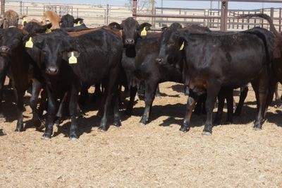 168 No.5 GQ Crossbred Mixed Sex Weaners