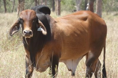 97 VGQ Red Brahman Herd Bulls