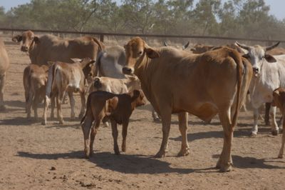 Approx. 220 Brahman Store Cows