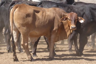 96 VGQ No.4 Brangus Steers
