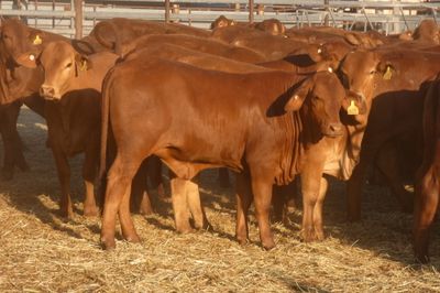 252 VGQ No.5 Droughtmaster Heifers
