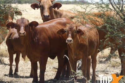 6 Decks of Cows and Calves