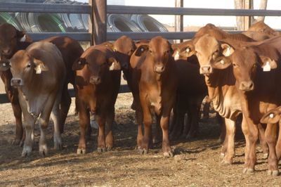 240 No.5 VGQ HGP FREE Droughtmaster Steers