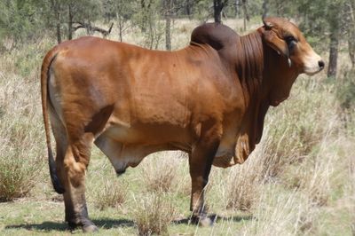 97 VGQ Red Brahman Herd Bulls