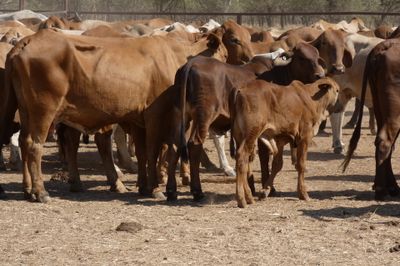 Approx. 220 Brahman Store Cows