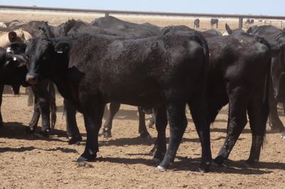 96 VGQ No.4 Brangus Steers