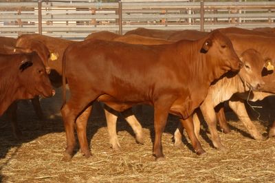 252 VGQ No.5 Droughtmaster Heifers