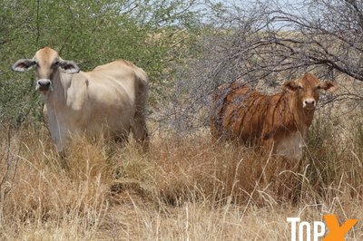 6 Decks of Cows and Calves