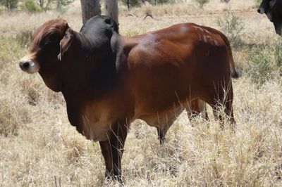 97 VGQ Red Brahman Herd Bulls