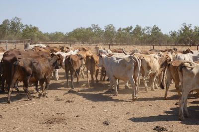 Approx. 220 Brahman Store Cows