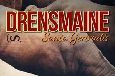 Drensmaine Santa Gertrudis Bull Sale