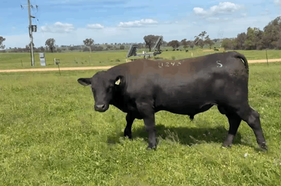 ANGUS BULLS - READY TO WORK - FREE DELIVERY