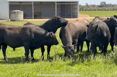 ANGUS BULLS - READY TO WORK - FREE DELIVERY