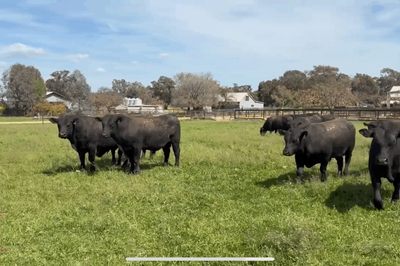 ANGUS BULLS - READY TO WORK - FREE DELIVERY