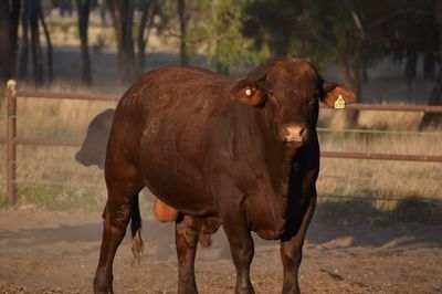 Drensmaine Santa Gertrudis Bull Sale