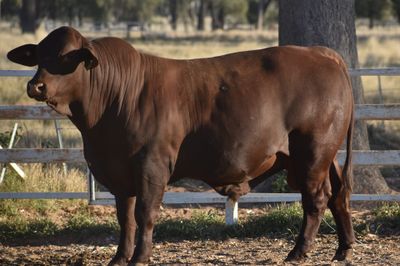 Drensmaine Santa Gertrudis Bull Sale