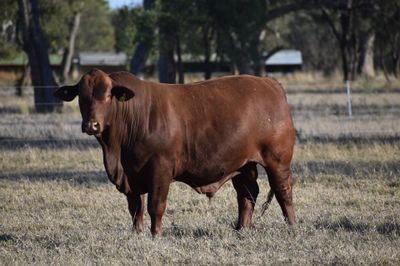 Drensmaine Santa Gertrudis Bull Sale