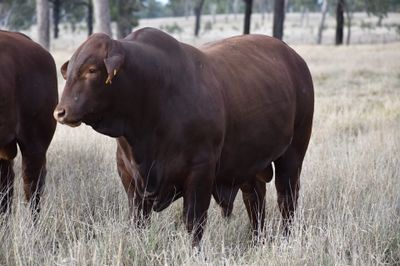 Drensmaine Santa Gertrudis Bull Sale