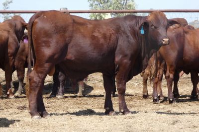14 Santa Gertrudis Bulls