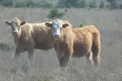 120 EU Charolais / Hereford Cross Steers