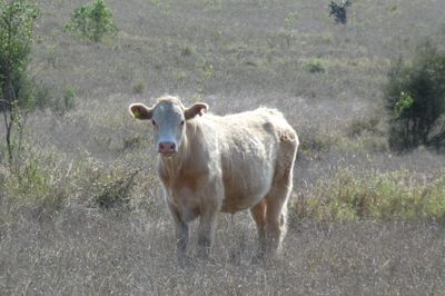 120 EU Charolais / Hereford Cross Steers